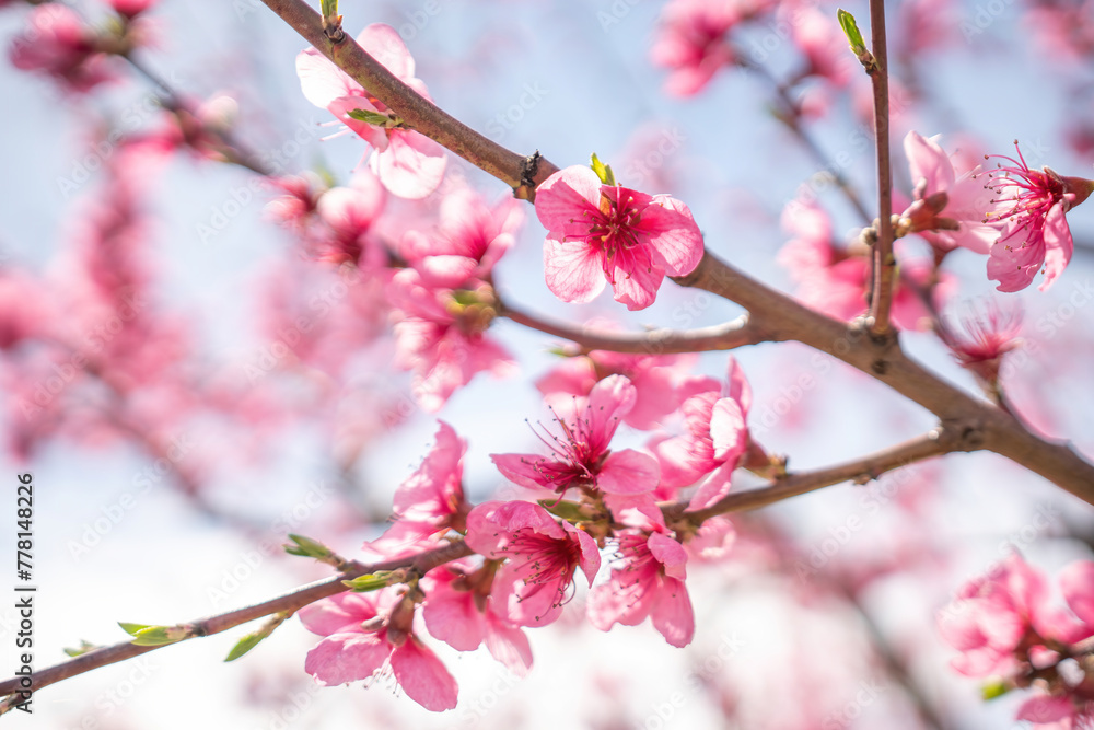 A branch of pink peach flowers with green leaves. A branch of pink peach flowers with green leaves.