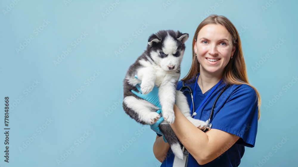Veterinarian holding a Siberian Husky puppy against a light blue background Veterinarian holding a Siberian Husky puppy against a light blue background