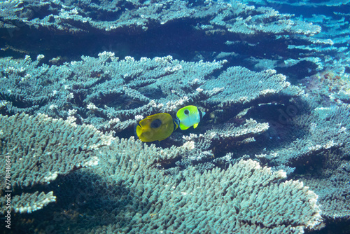 素晴らしいサンゴ礁の美しいイッテンチョウチョウウオとトノサマダイ（チョウチョウウオ科）他の群れ。スキンダイビングポイントの底土海水浴場。 航路の終点、太平洋の大きな孤島、八丈島。 東京都伊豆諸島。 2020年2月22日水中撮影。A school of the Beautiful Teardrop butterflyfish (Chaetodon unimaculatus) and Mirr