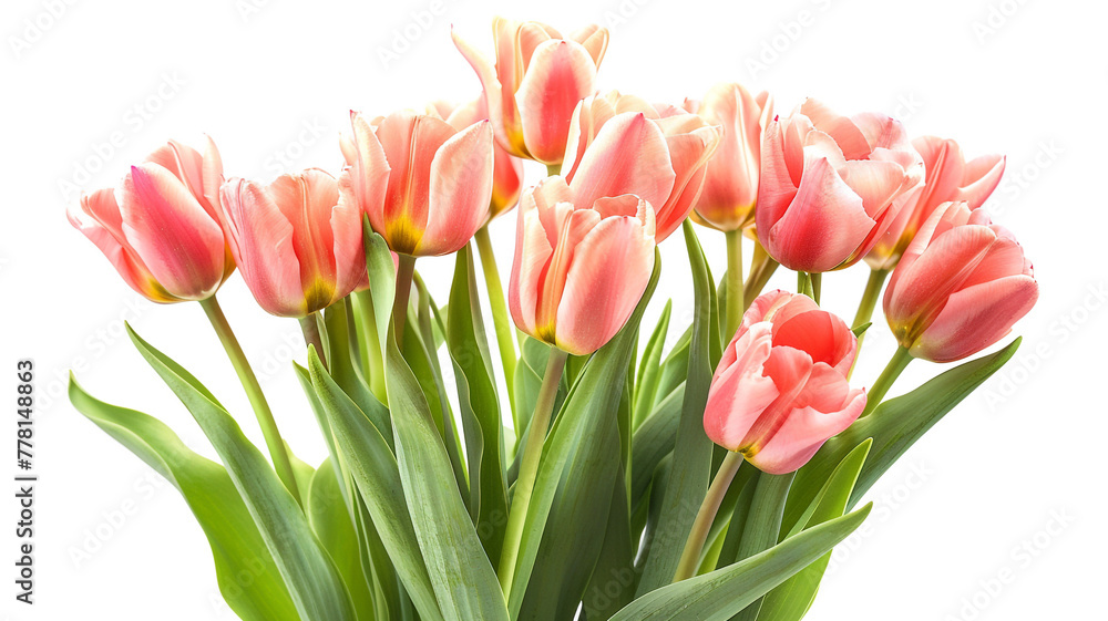 tulip bouquet isolated on white background tulip bouquet isolated on white background