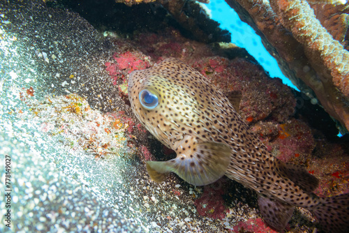 素晴らしいサンゴ礁の美しく大きなネズミフグ（ハリセンボン科）。  スキンダイビングポイントの底土海水浴場。 航路の終点、太平洋の大きな孤島、八丈島。 東京都伊豆諸島。 2020年2月22日水中撮影。  The Beautiful and large Spot-fin porcupinefish in Wonderful coral reefs.  Sokodo Beach, a skin divi © d3_plus