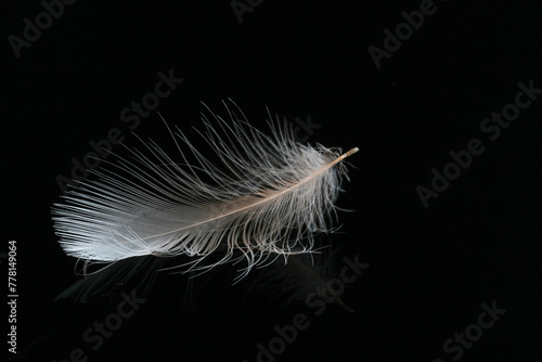 The feather of a bird floating on water against a black background. Check out the subtle reflection of the feather in the water. 