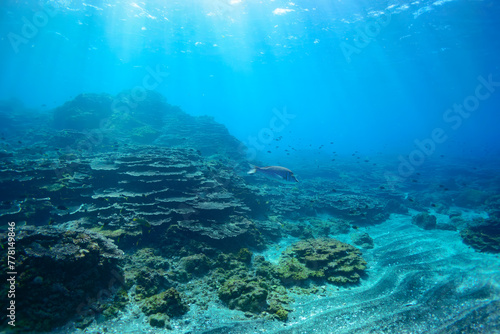 素晴らしいサンゴ礁のキホシスズメダイ（スズメダイ科）、ヤマブキベラ（ベラ科）他の群れ。スキンダイビングポイントの底土海水浴場。 航路の終点、太平洋の大きな孤島、八丈島。 東京都伊豆諸島。 2020年2月22日水中撮影。A school of the Northern yellow-spotted chromis (Chromis yamakawai Iwatsubo & Motomura)