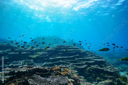 素晴らしいサンゴ礁のキホシスズメダイ（スズメダイ科）、ヤマブキベラ（ベラ科）他の群れ。  スキンダイビングポイントの底土海水浴場。 航路の終点、太平洋の大きな孤島、八丈島。 東京都伊豆諸島。 2020年2月22日水中撮影。  A school of the Northern yellow-spotted chromis (Chromis yamakawai Iwatsubo & Motomura) © d3_plus