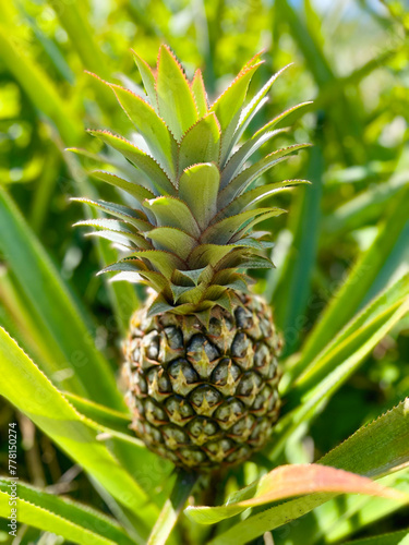 Fresh and sweet Moorea pineapple