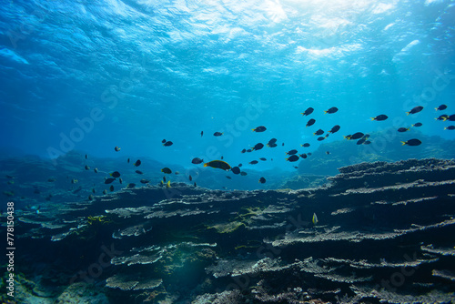 素晴らしいサンゴ礁のキホシスズメダイ（スズメダイ科）、ヤマブキベラ（ベラ科）他の群れ。スキンダイビングポイントの底土海水浴場。 航路の終点、太平洋の大きな孤島、八丈島。 東京都伊豆諸島。 2020年2月22日水中撮影。A school of the Northern yellow-spotted chromis (Chromis yamakawai Iwatsubo & Motomura)