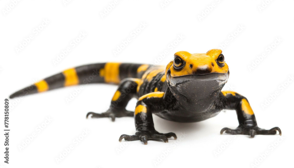 Obraz premium Feuersalamander isoliert auf weißen Hintergrund, Freisteller