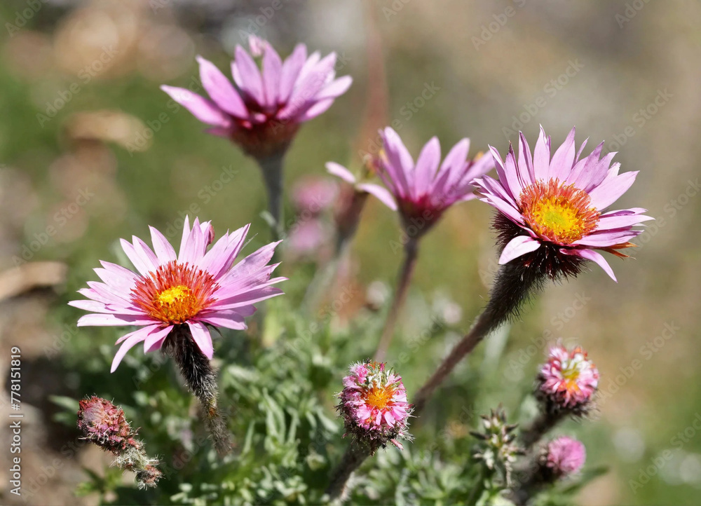 Arctotis (Arctotis L.) is a genus of herbaceous annual, biennial and perennial plants Arctotis (Arctotis L.) is a genus of herbaceous annual, biennial and perennial plants