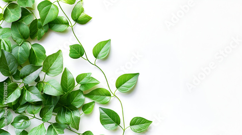 Branches with green leaves On a white background  Full view bunch of green tea leaves isolated on white background  Freshly picked from home growth organic tea plantation. Nature food frame with green