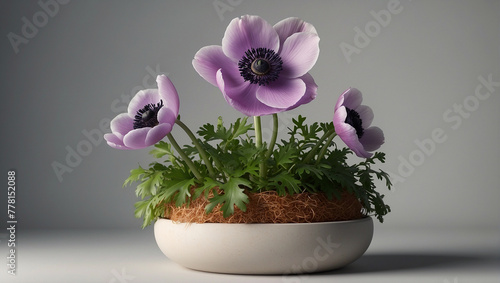 anemone flowers in a beautiful look