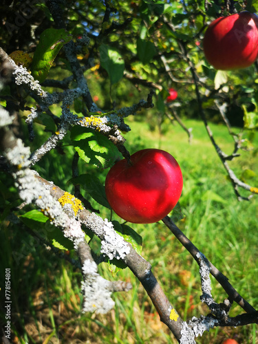 Red apples on an apple tree