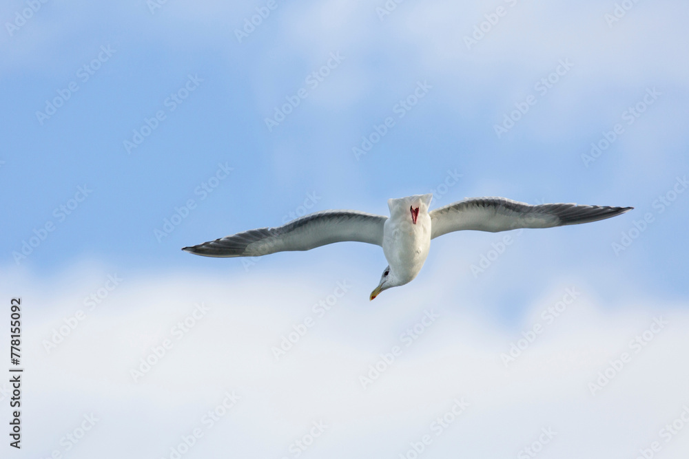 Obraz premium Majestic Airborne Seagull: Stunning 4K Ultra HD Picture of Seagull in Flight