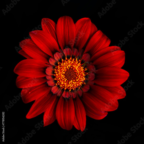 Red gerbera flower on black