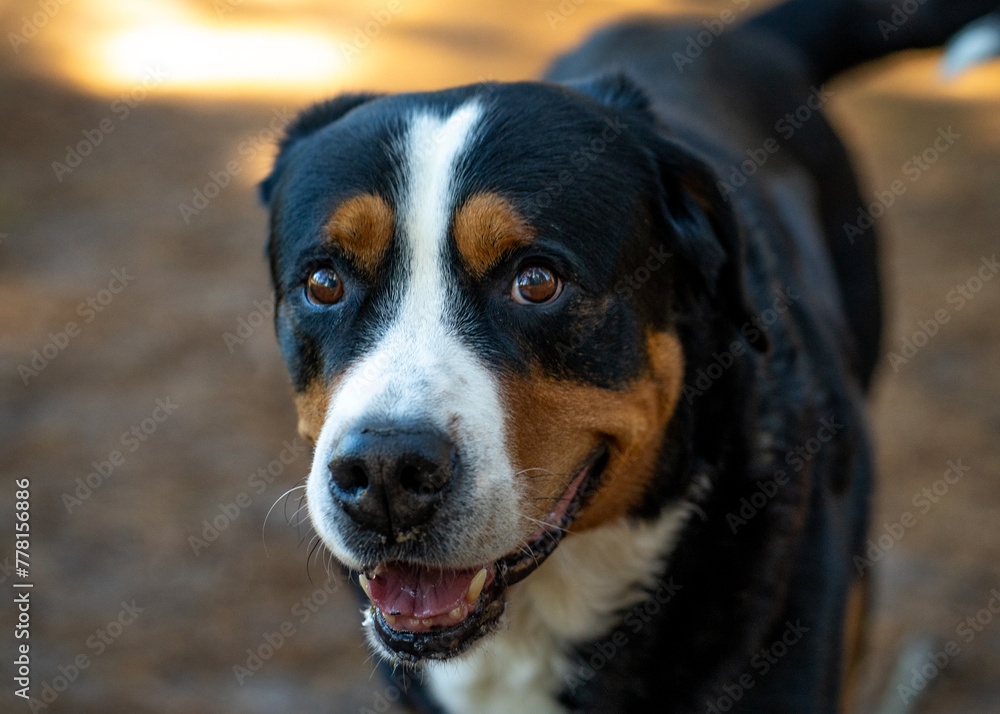 Greater Swiss Mountain Dog in a forest Greater Swiss Mountain Dog in a forest
