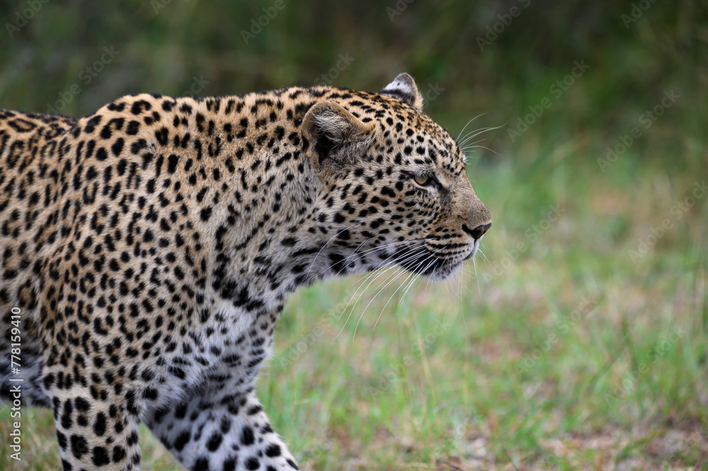Fototapeta premium Female African leopard walking alongside.