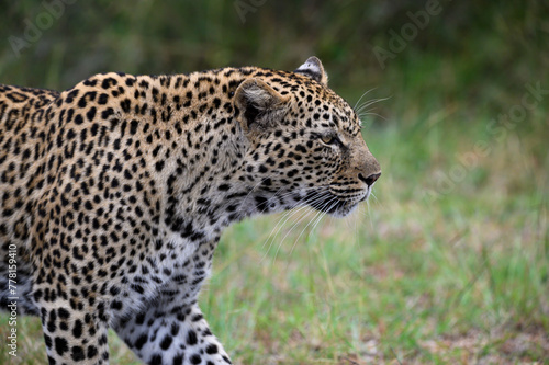 Female African leopard walking alongside.