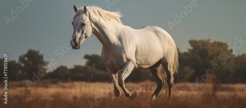The beautiful white horse is very charming