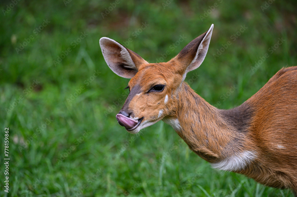 Close up of a Bushbuck ewe licking her lips with a protruding tong.