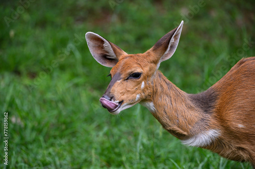 Close up of a Bushbuck ewe licking her lips with a protruding tong.