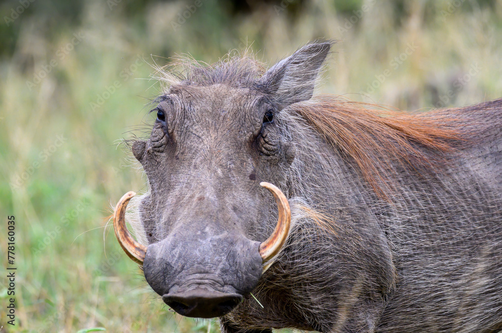 Close head portrait of a Warthog staring intently strait at the camera. Close head portrait of a Warthog staring intently strait at the camera.