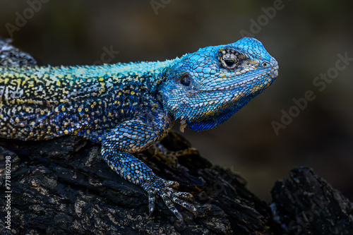 Close up of a Southern Tree Agama with his showing his cobalt blue breeding colors. 