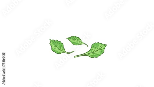 Isolated green Taiwanese basil leaves