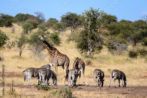 Southern Giraffe and Burchell's zebra drinking at a waterhole.