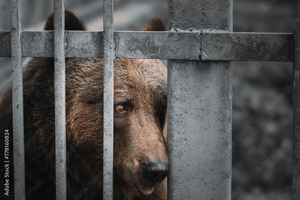European Eurasian Brown Russian Bear Ursus Arctos Arctos In Cage.  - obrazy, fototapety, plakaty 