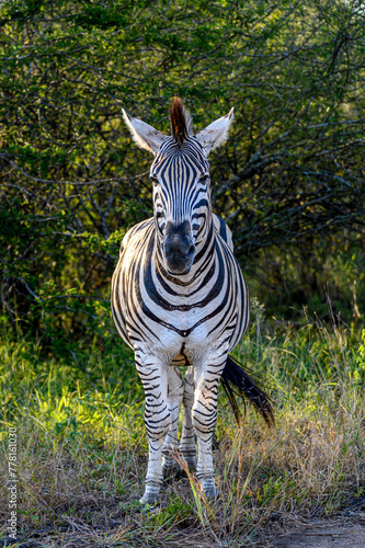 Portrait view of a Burchell's zebra