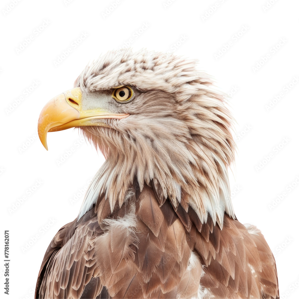 Fototapeta premium A bird of prey close up with Transparent Background