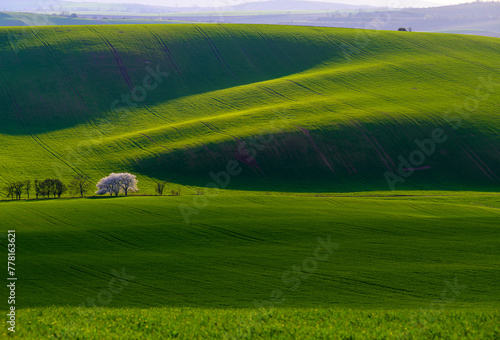 Moravia, spring, field, landscape, biobelts, ribbon,