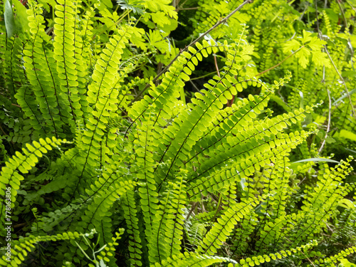 Asplenium trichomanes or maidenhair spleenwort fern bright green fronds. photo