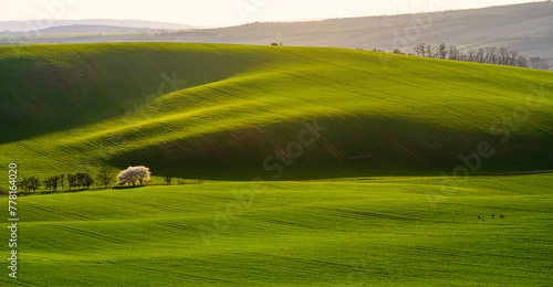 Moravia, spring, field, landscape, biobelts, ribbon,