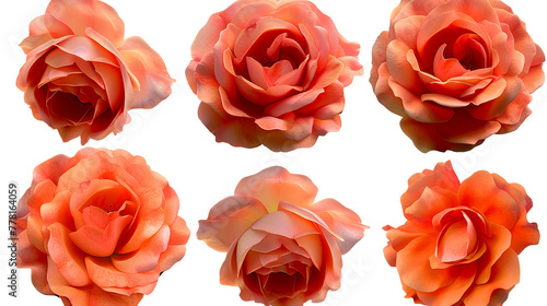 Hybrid tea rose digital art 3D illustration, isolated on transparent background. Elegant floral design with vibrant colors, perfect for modern botanical decorations. Top view flat lay showcasing beaut