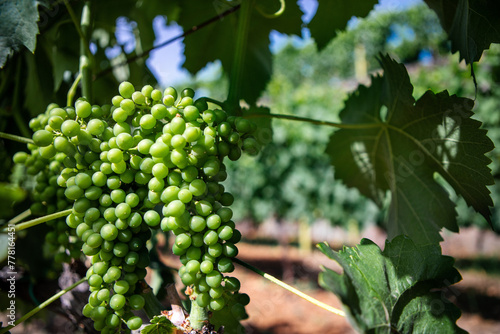 Wallpaper Mural Young Grape Vine with Leaves – Italian Vineyard on Mount Etna, Sicily DOC Wine Torontodigital.ca