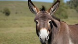 A-Donkey-With-Its-Ears-Perked-Forward-Listening-I-Upscaled_22