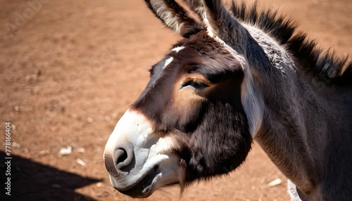 A-Donkey-With-Its-Eyes-Half-Closed-Basking-In-The- 2
