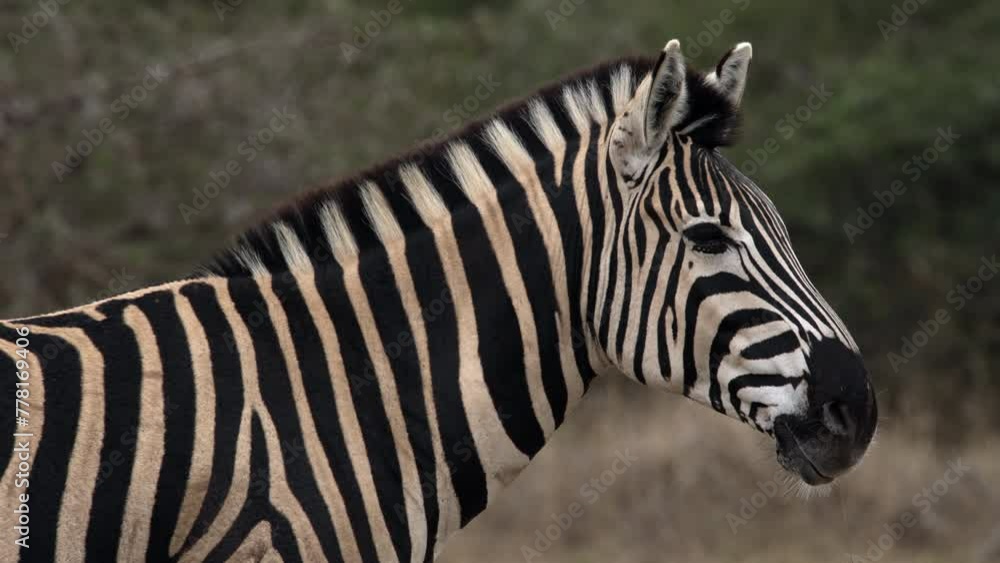 A close-up view of a solitary zebra standing calmly against a blurred background in the African bush. A close-up view of a solitary zebra standing calmly against a blurred background in the African bush.