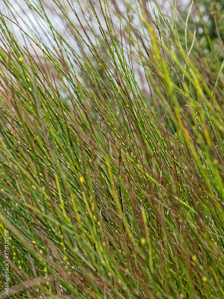 Thin green branches of a shrub with a yellow tint against the sky Thin green branches of a shrub with a yellow tint against the sky
