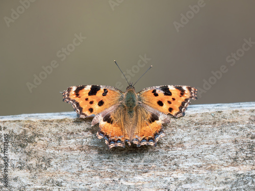 Large Tortoiseshell Butterfly Resting with its Wings Open