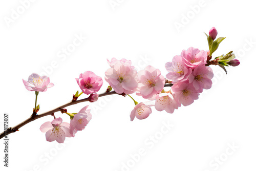 A delicate cherry blossom branch against a clear blue sky  capturing the fleeting beauty of spring isolated on transparent background