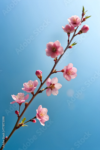 A delicate cherry blossom branch against a clear blue sky  capturing the fleeting beauty of spring