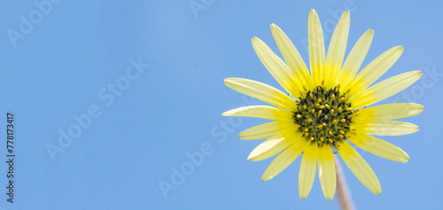 Yellow daisy against the sky