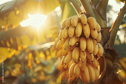 Banana bunch on the tree, bright sunlight, tropical vibe , low texture