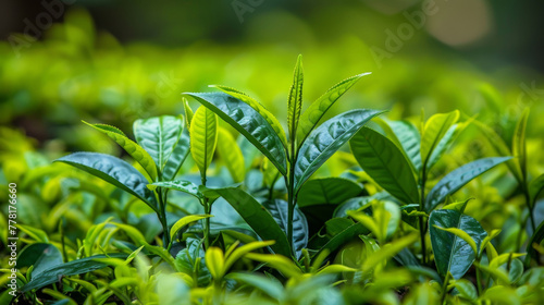 Green field of tea plants with leaves that are still young and tender