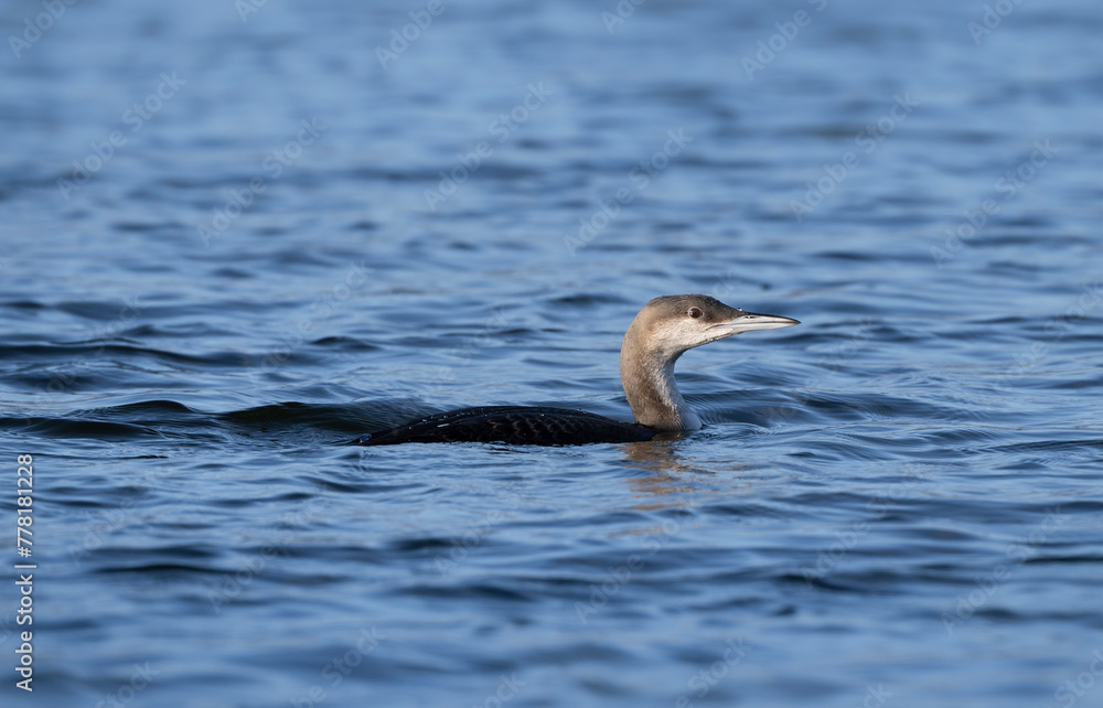 arctic loon, juvenile black-throated diver swimming in the water, Gavia arctica arctic loon, juvenile black-throated diver swimming in the water, Gavia arctica