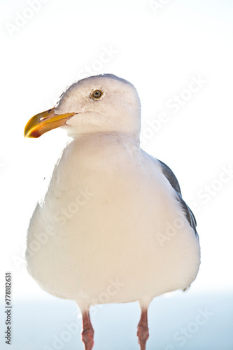 4k ultra hd image of Close-up of Seagull