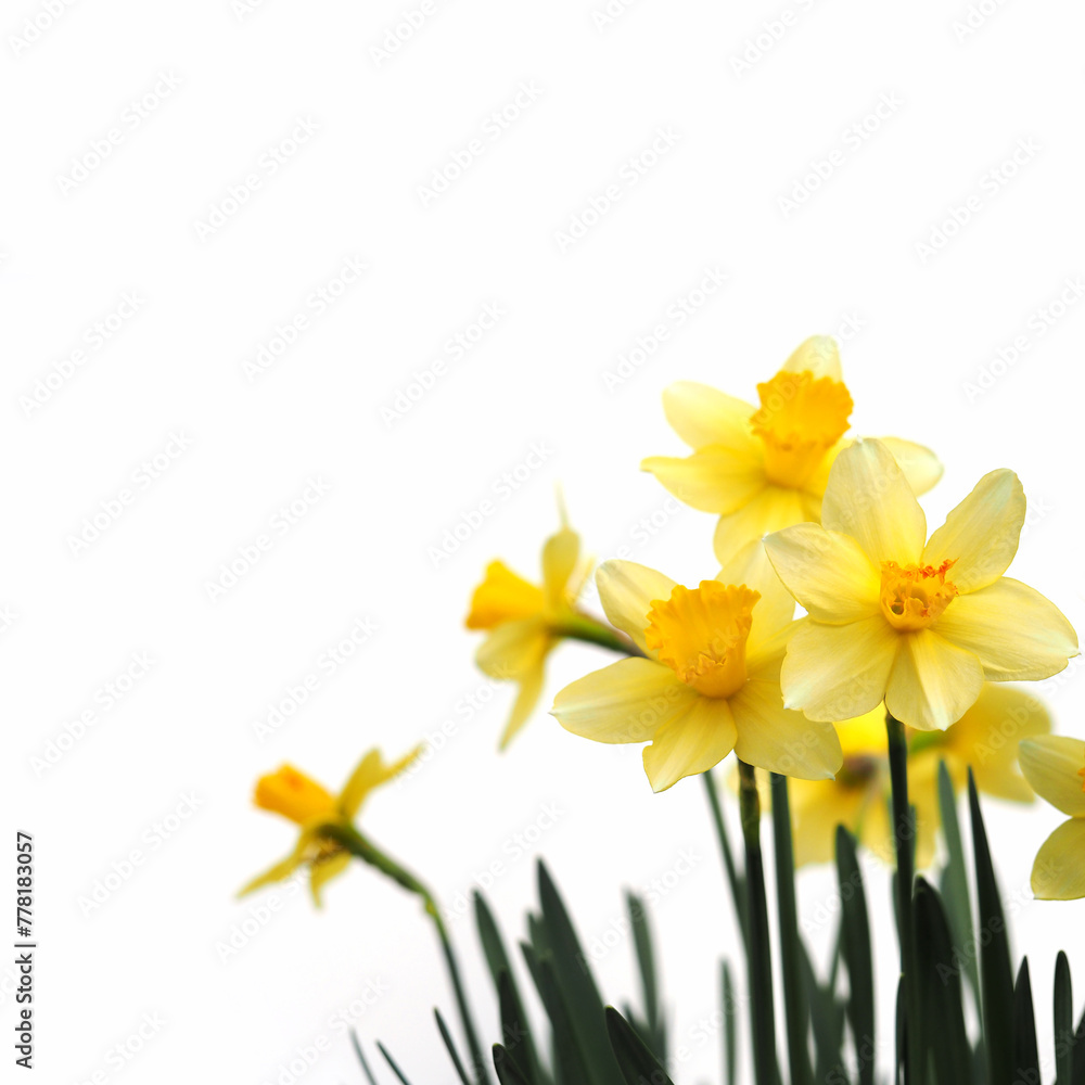 Obraz premium Yellow daffodil flowers isolated on white background.