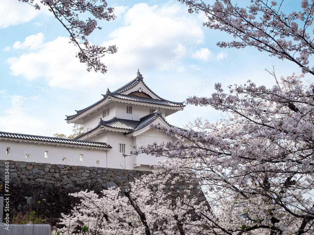 Fototapeta premium 桜と城