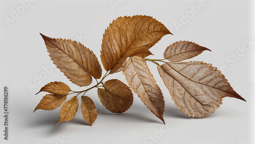 white elm leaf new look for display